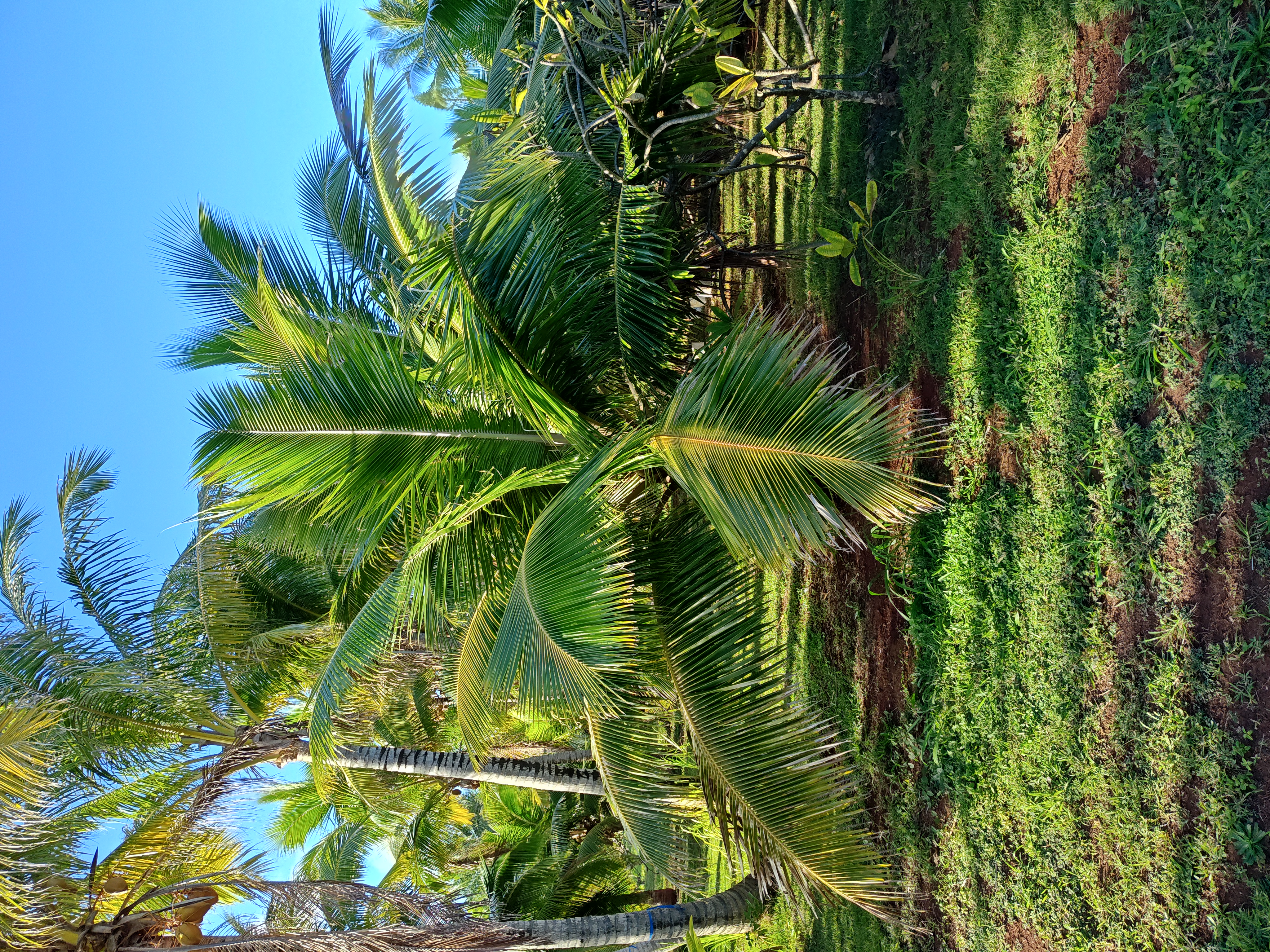 Samoan Dwarf Coconut Trees